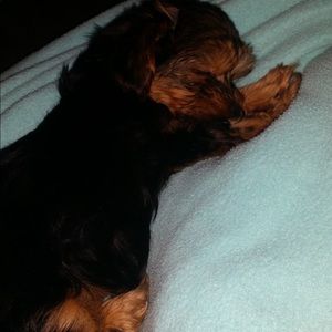 Meet your Posher, Elisa